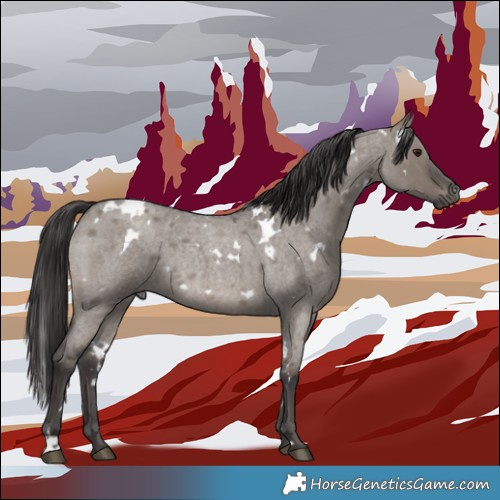 Horse Color:White Spotted Smoky Grullo Roan Rabicano