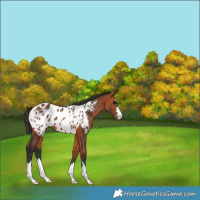 Horse Color:Bay Appaloosa 