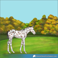 Horse Color:Bay Appaloosa 