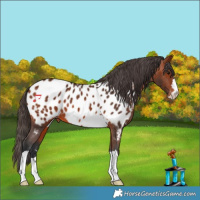 Horse Color:Bay Appaloosa