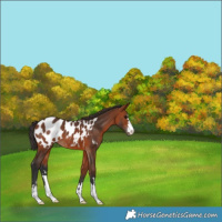 Horse Color:Bay Appaloosa 