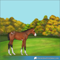 Horse Color:Bay Appaloosa 