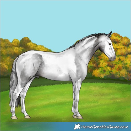 Horse Color:Gray Bay Splash Tobiano 