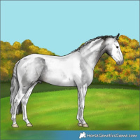 Horse Color:Gray Bay Splash Tobiano