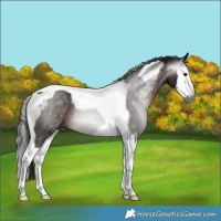 Horse Color:Gray Bay Splash Tobiano 