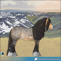 Horse Color:Buckskin Ice Rabicano 
