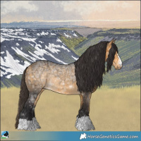 Horse Color:Buckskin Ice Rabicano 