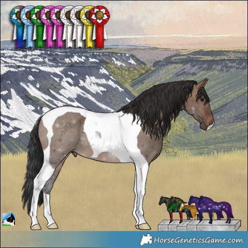 Horse Color:Brown Dun Tobiano 