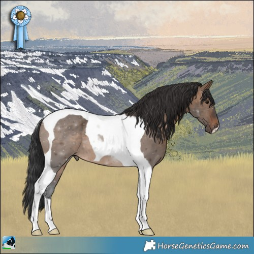 Horse Color:Brown Dun Tobiano 