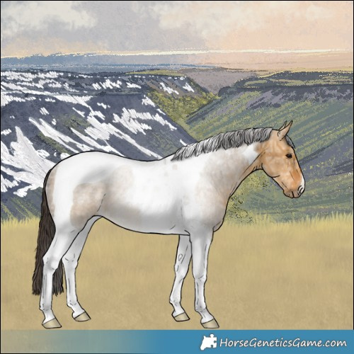 Horse Color:Buckskin Ice Dun Tobiano Rabicano Brindle 