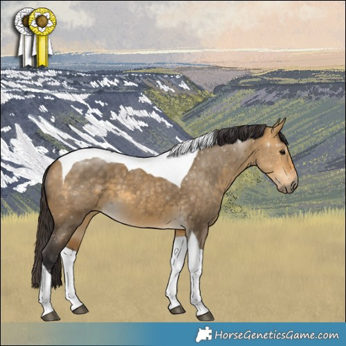Horse Color:Buckskin Dun Tobiano 