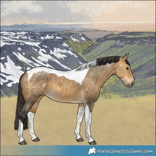 Horse Color:Buckskin Dun Tobiano 