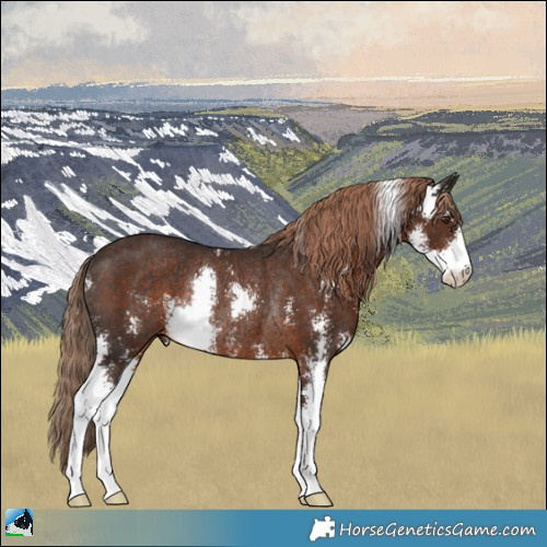 Horse Color:Liver Chestnut Sabino Rabicano 