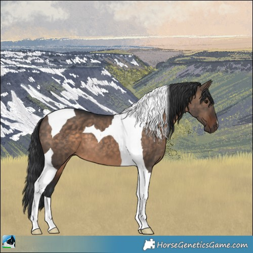 Horse Color:Brown Dun Tobiano 