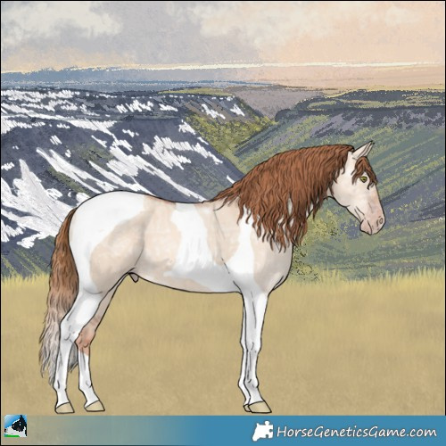 Horse Color:Gold Champagne Ice Dun Tobiano 