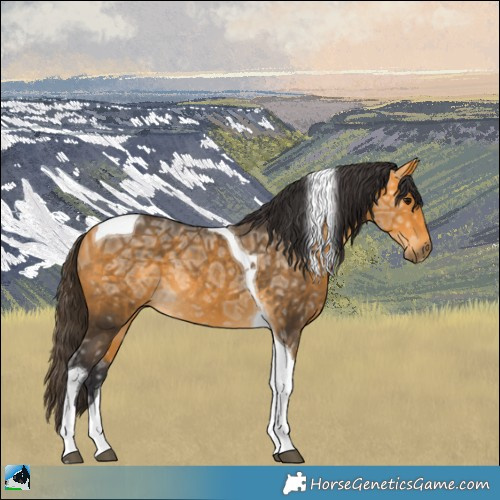 Horse Color:Buckskin Ice Tobiano Rabicano 