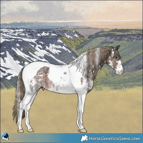 Horse Color:Liver Chestnut Sabino Tobiano 