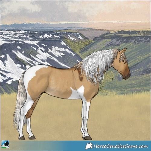 Horse Color:Chocolate Palomino Dun Tobiano Rabicano 