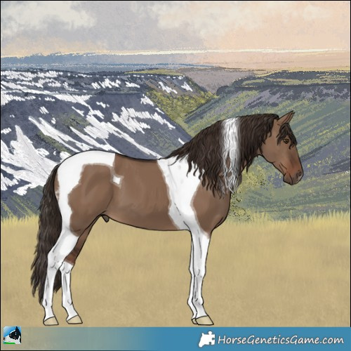 Horse Color:Liver Red Dun Tobiano 