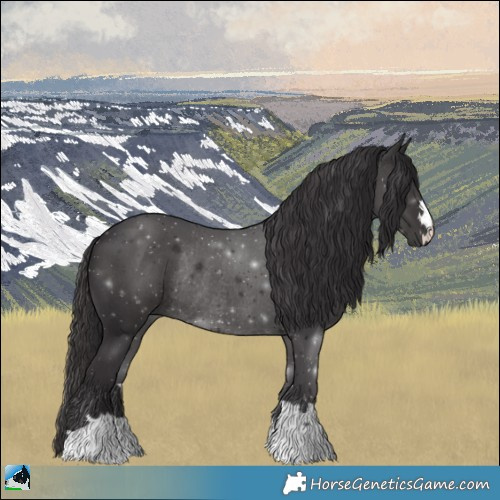 Horse Color:Smoky Black Rabicano 
