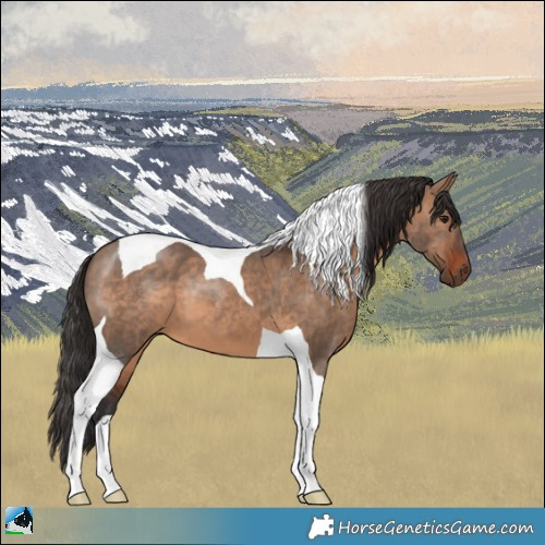 Horse Color:Brown Dun Tobiano 