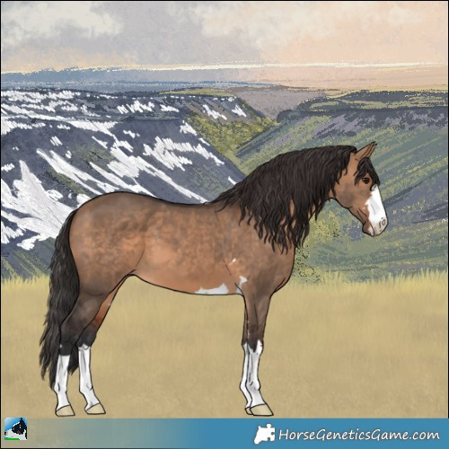 Horse Color:Bay Dun 