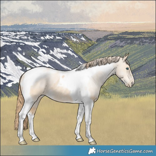 Horse Color:Buckskin Pearl Tobiano Rabicano 