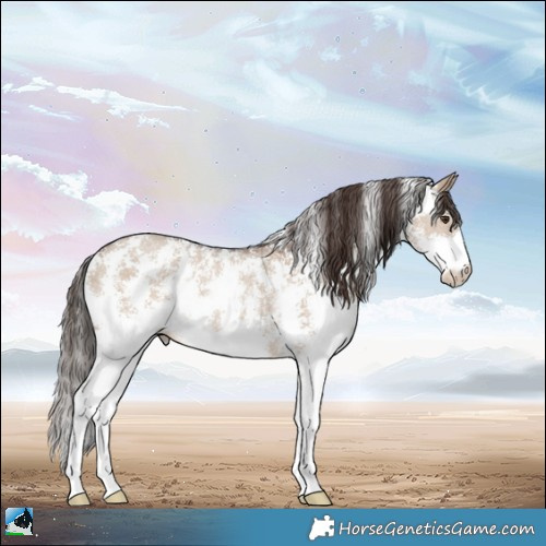 Horse Color:Liver Red Dun Sabino Rabicano 