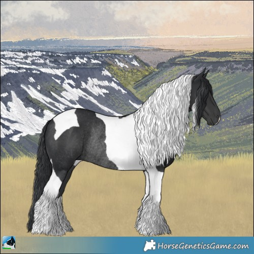 Horse Color:Black Tobiano Rabicano 