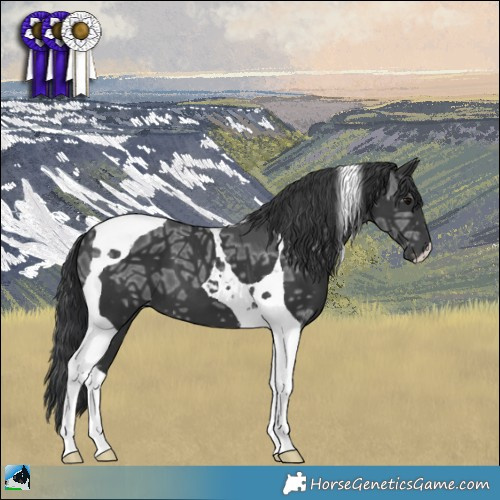 Horse Color:Black Ice Tobiano