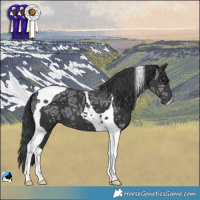 Horse Color:Black Ice Tobiano 