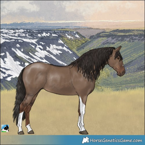 Horse Color:Liver Red Dun Tobiano Rabicano