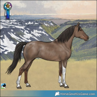 Horse Color:Liver Red Dun Tobiano Rabicano 
