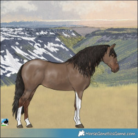 Horse Color:Liver Red Dun Tobiano Rabicano 