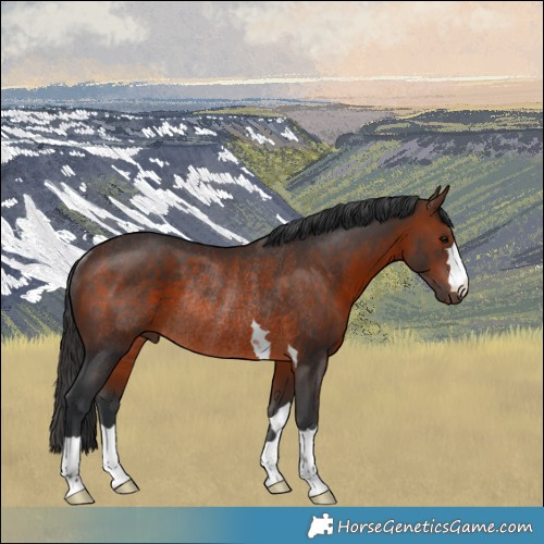 Horse Color:Brown Rabicano 