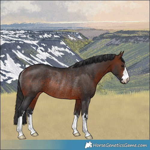 Horse Color:Brown Rabicano 
