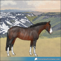 Horse Color:Brown Rabicano 