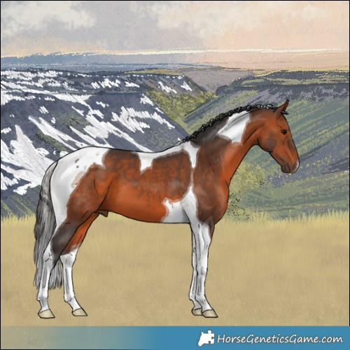 Horse Color:Bay Tobiano 