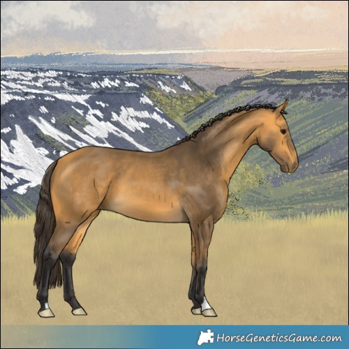 Horse Color:Buckskin 