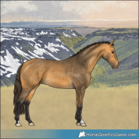 Horse Color:Buckskin 