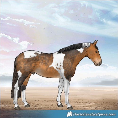Horse Color:Buckskin Tobiano Rabicano 
