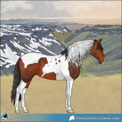 Horse Color:Bay Tobiano 