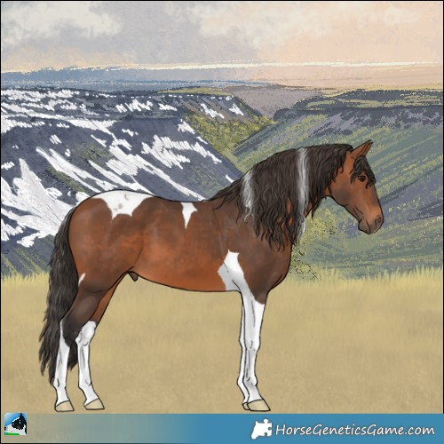 Horse Color:Bay Tobiano 