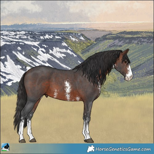 Horse Color:Brown Sabino 