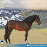 Horse Color:Brown 