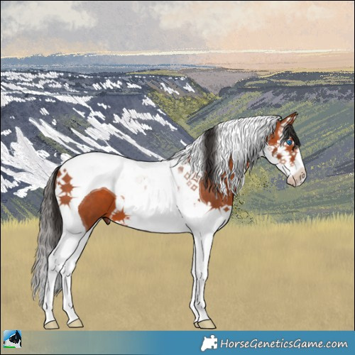Horse Color:Bay Splash Tobiano 