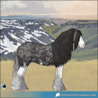 Horse Color:Smoky Black Ice Sabino Splash 