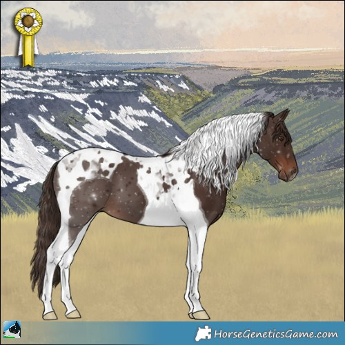 Horse Color:Liver Chestnut Tobiano
