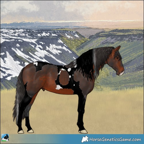 Horse Color:Bay Tobiano 