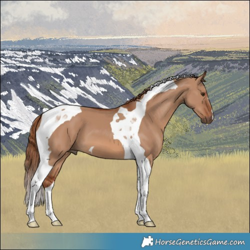 Horse Color:Red Dun Tobiano 